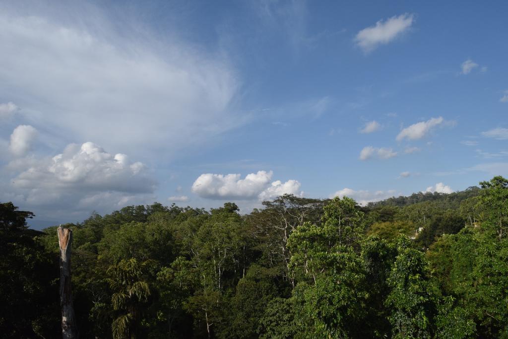 Bee View Home Stay Kandy Exteriér fotografie